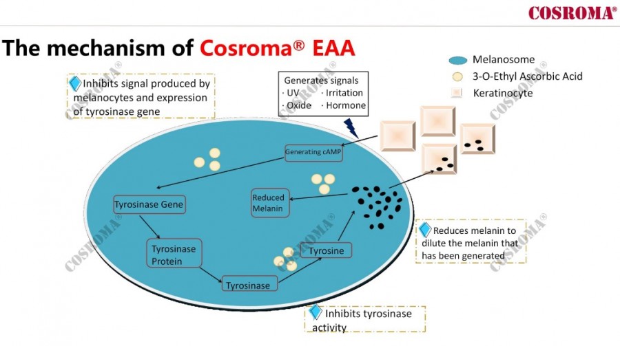 eaa 1